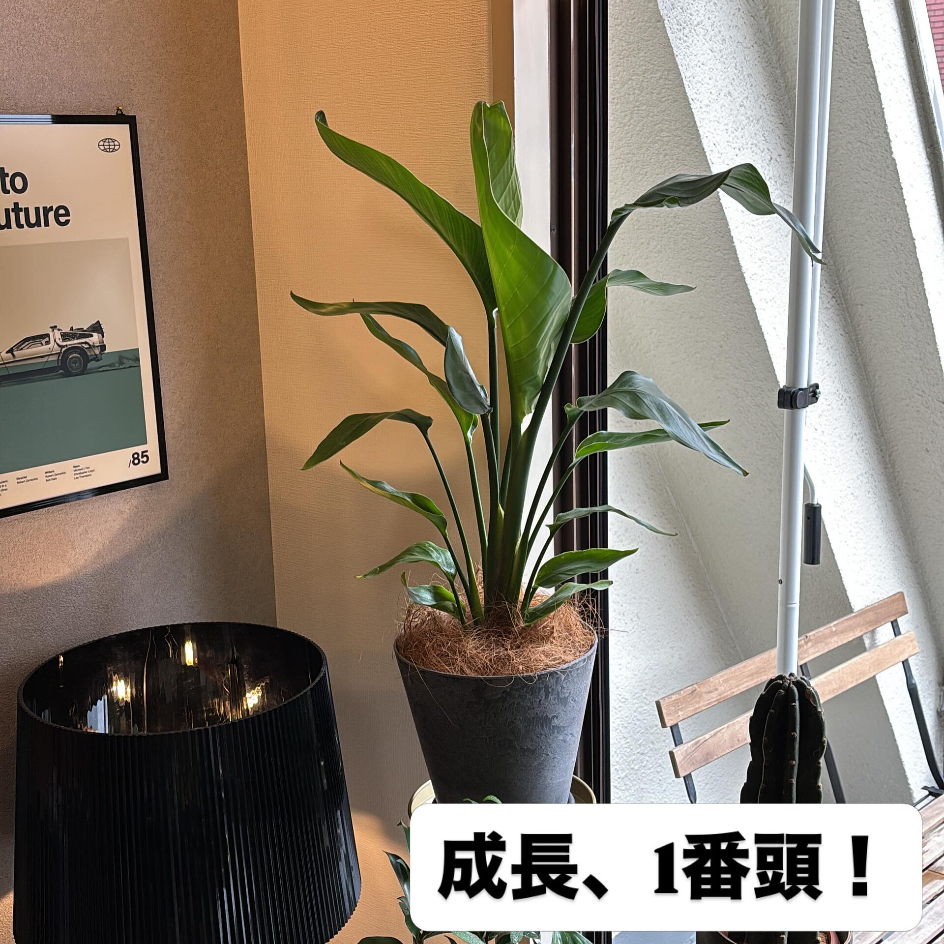 すごい勢いでそだつんですね、、驚